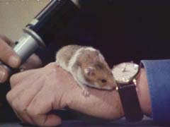 Cyborg Hamster